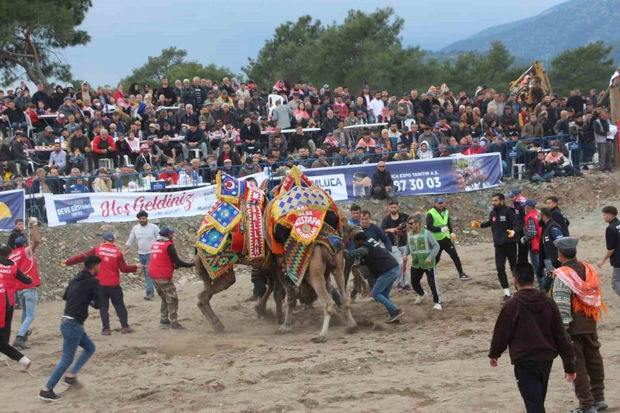 Antalyada nəhənglərin yarışı: 132 dəvə güləşdi - FOTO/VİDEO