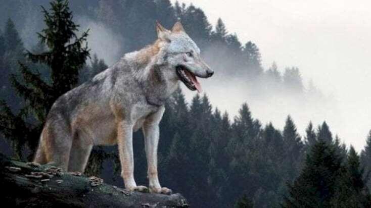 Sumqayıt sakinini 8 canavar parçaladı - FOTO