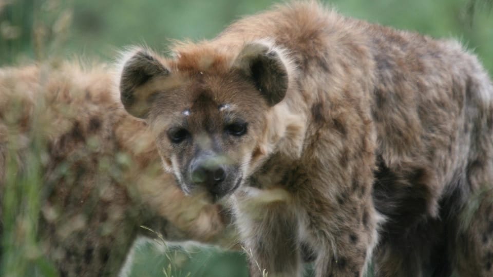 Keniyada 1 universitet tələbəsi hiyana hücumu nəticəsində ölüb