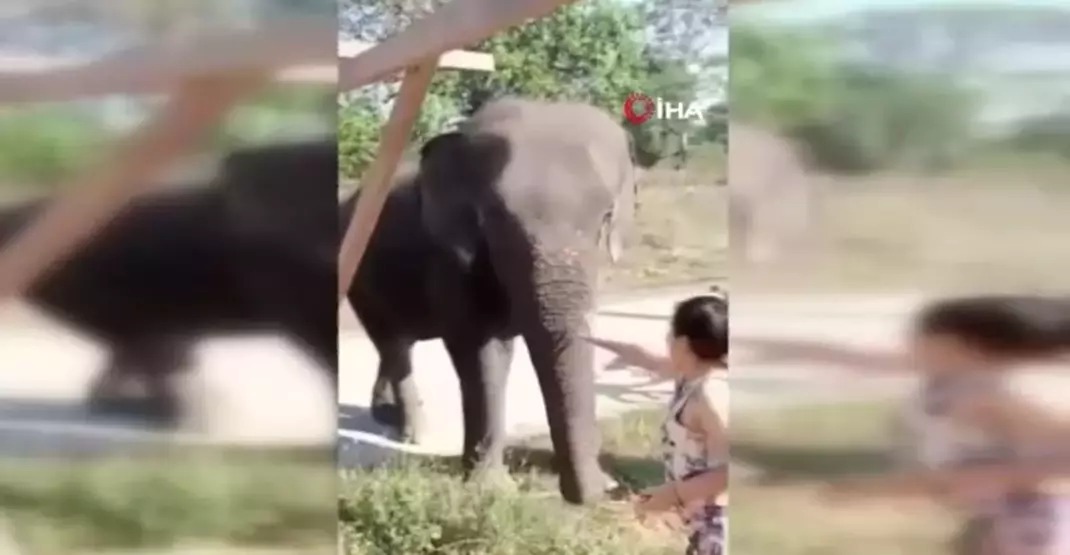 Taylandda dəhşətli hadisə: Fil sahibini əzərək öldürüb