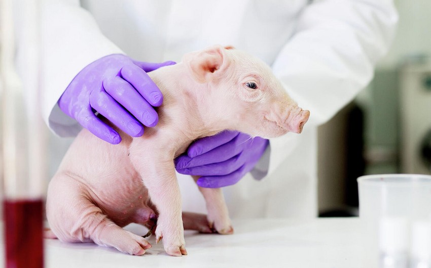Yaponiyada ilk dəfə olaraq orqanları insanlara köçürülə bilən donuz yetişdirilib
