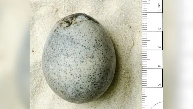 1700 illik Roma yumurtasının içərisində maye tapıldı