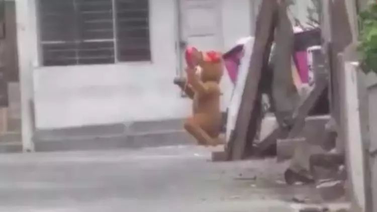 Ayı kostyumu geyən narkotik satıcısı tutuldu