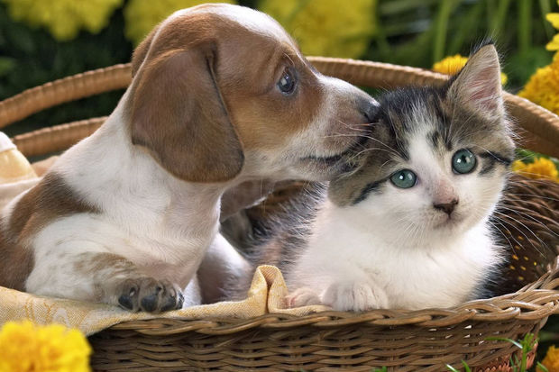 “İt, pişik və digər ev heyvanları üçün baytarlıq pasportu”nun forması təsdiq olunub