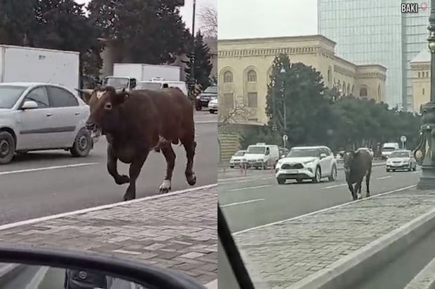 Bakıda iribuynuzlu heyvan sürücülərə təhlükəli anlar yaşatdı - VİDEO