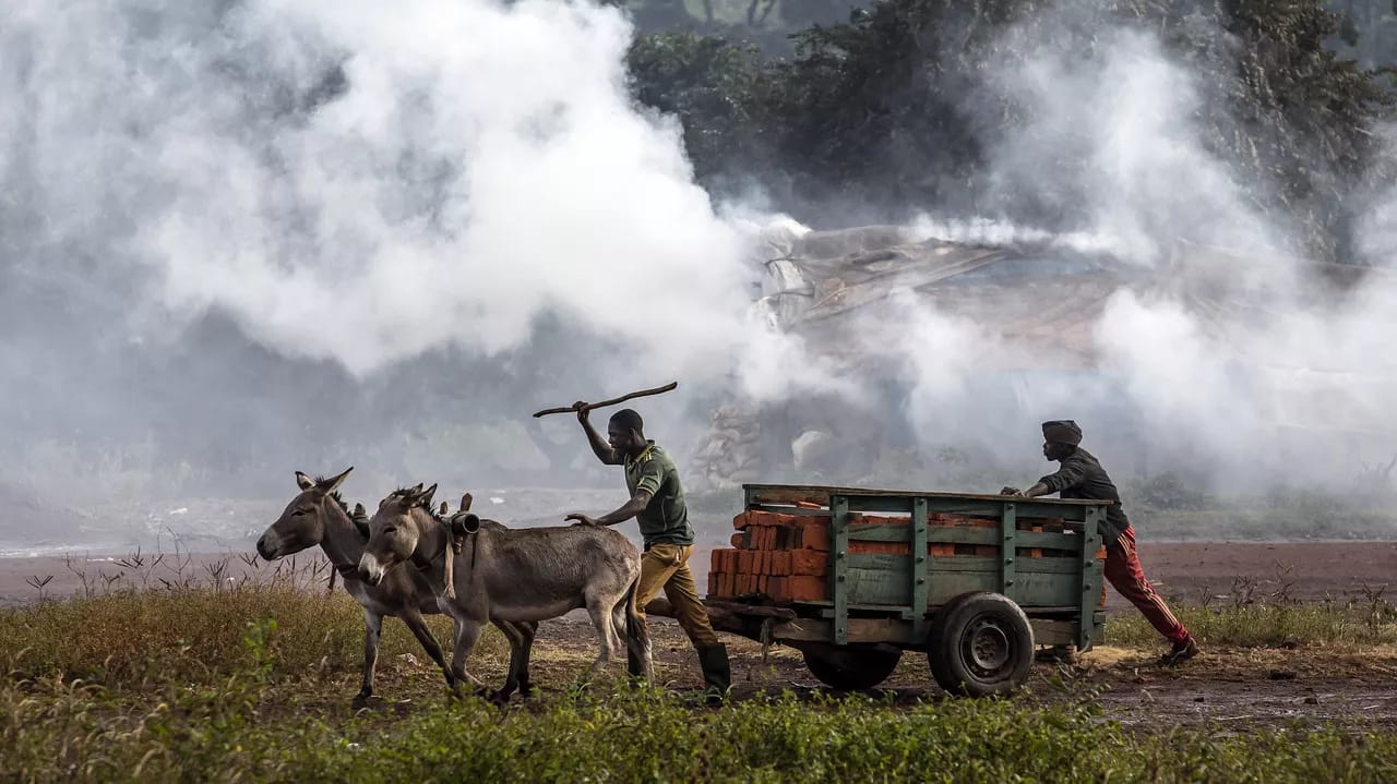 Afrika İttifaqı eşşək dərisi ticarətini qadağan etdi