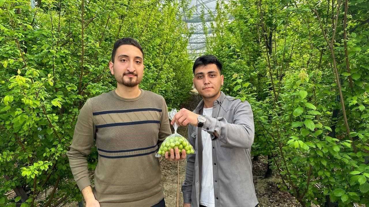 Türkiyəli gənc yetişdirdiyi alçanın kilosunu 190 manata satır