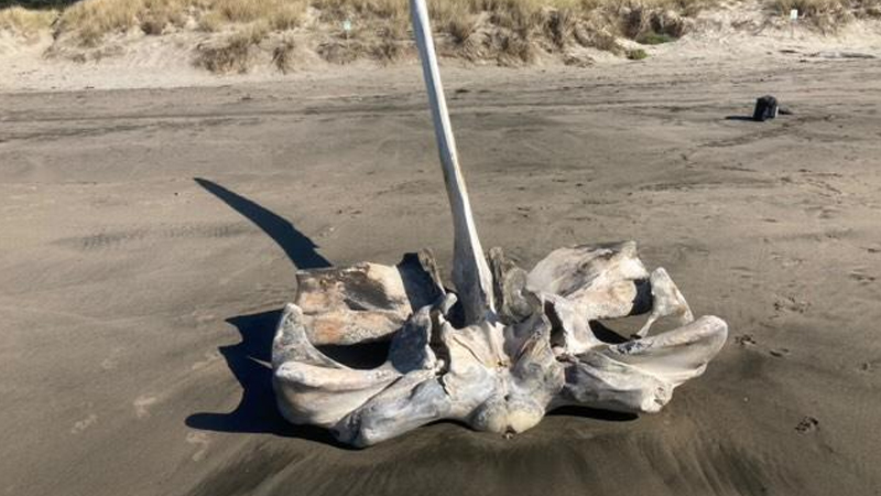 Çimərlikdə naməlum heyvanın nəhəng kəllə sümüyü tapıldı (FOTO)