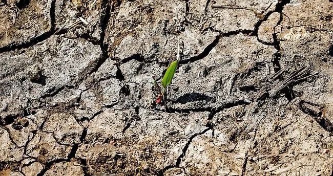 Zambiyada Milli fəlakət elan edildi