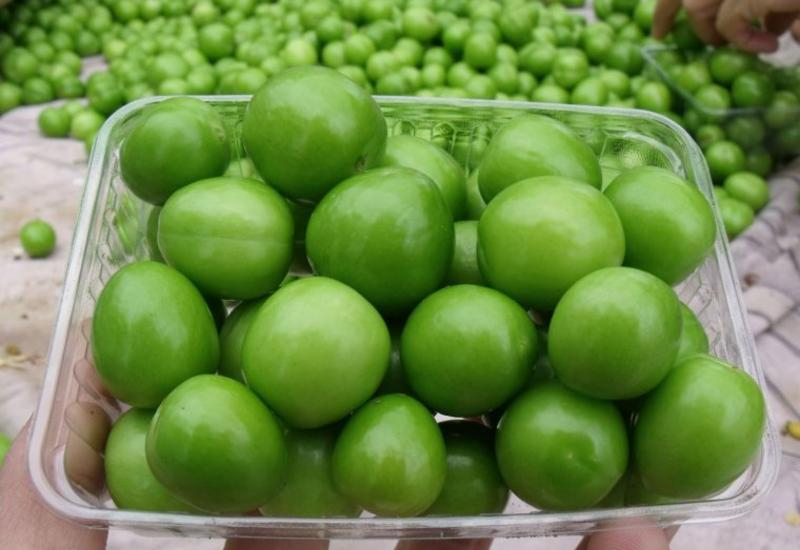 Qızıl qiymətinə satılan meyvələr: Bahaçılığın səbəbi nədir?