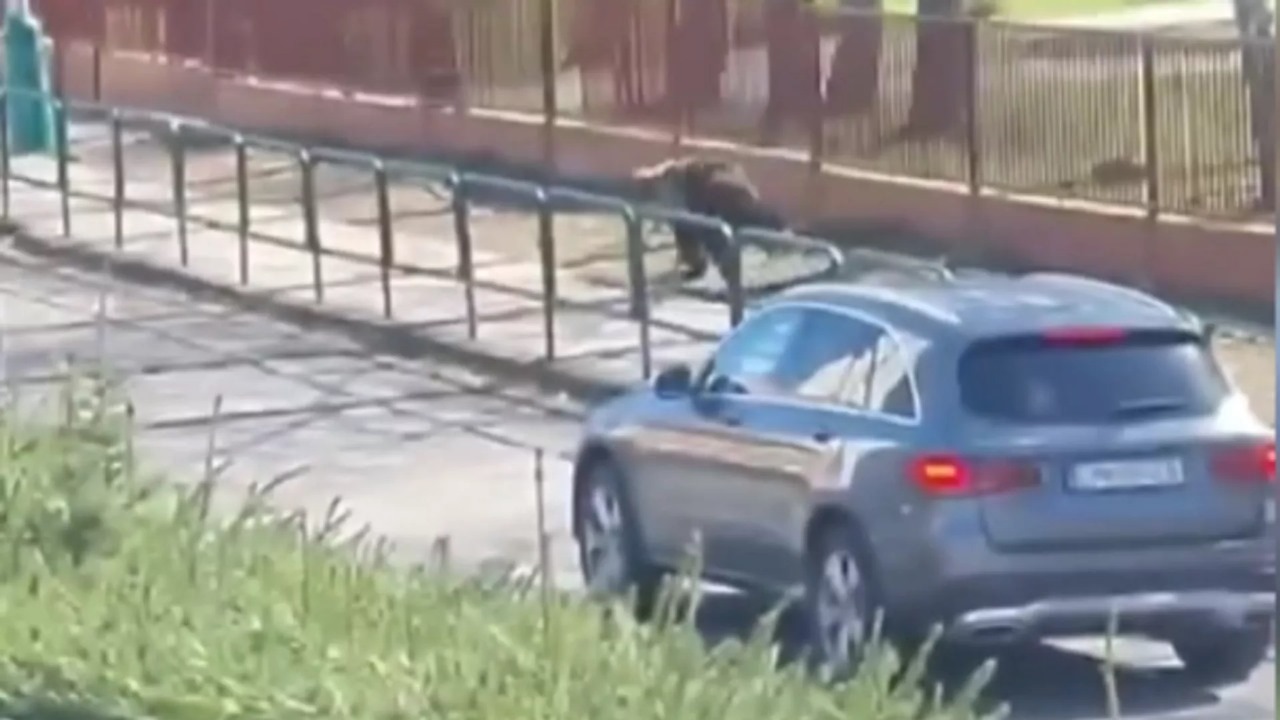 Slovakiyada ayı 2 nəfəri yaraladı