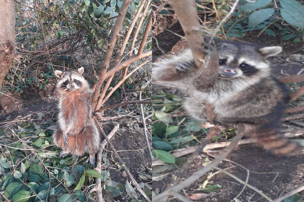 Lənkəranda “Amerika yenotu” tapıldı - VİDEO