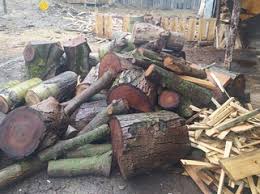 Ağstafada qanunsuz fəaliyyət göstərən ağac emalı sexi aşkarlanıb