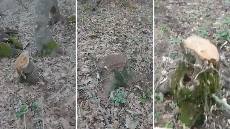 Muxtar Babayevin Göytəpədə ekoloji 