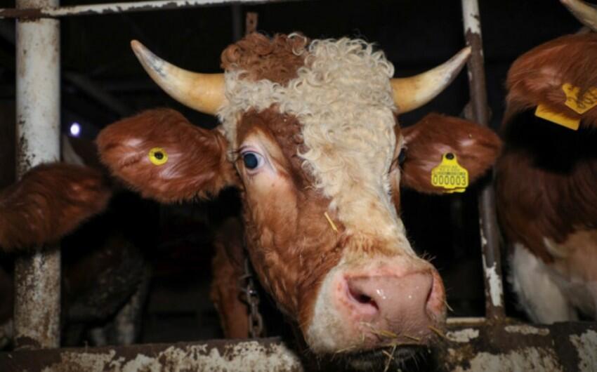 24 heyvan satışı bazarında ciddi nöqsanlar aşkarlandı