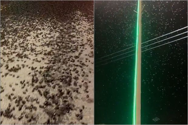 Ərəbistan yarımadası böcəklərin istilasına məruz qaldı - VİDEO