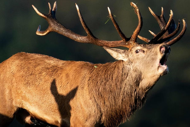 İnsanlar ilk dəfə marallar arasında yayılan “zombi” xəstəliyinin qurbanı oldular
