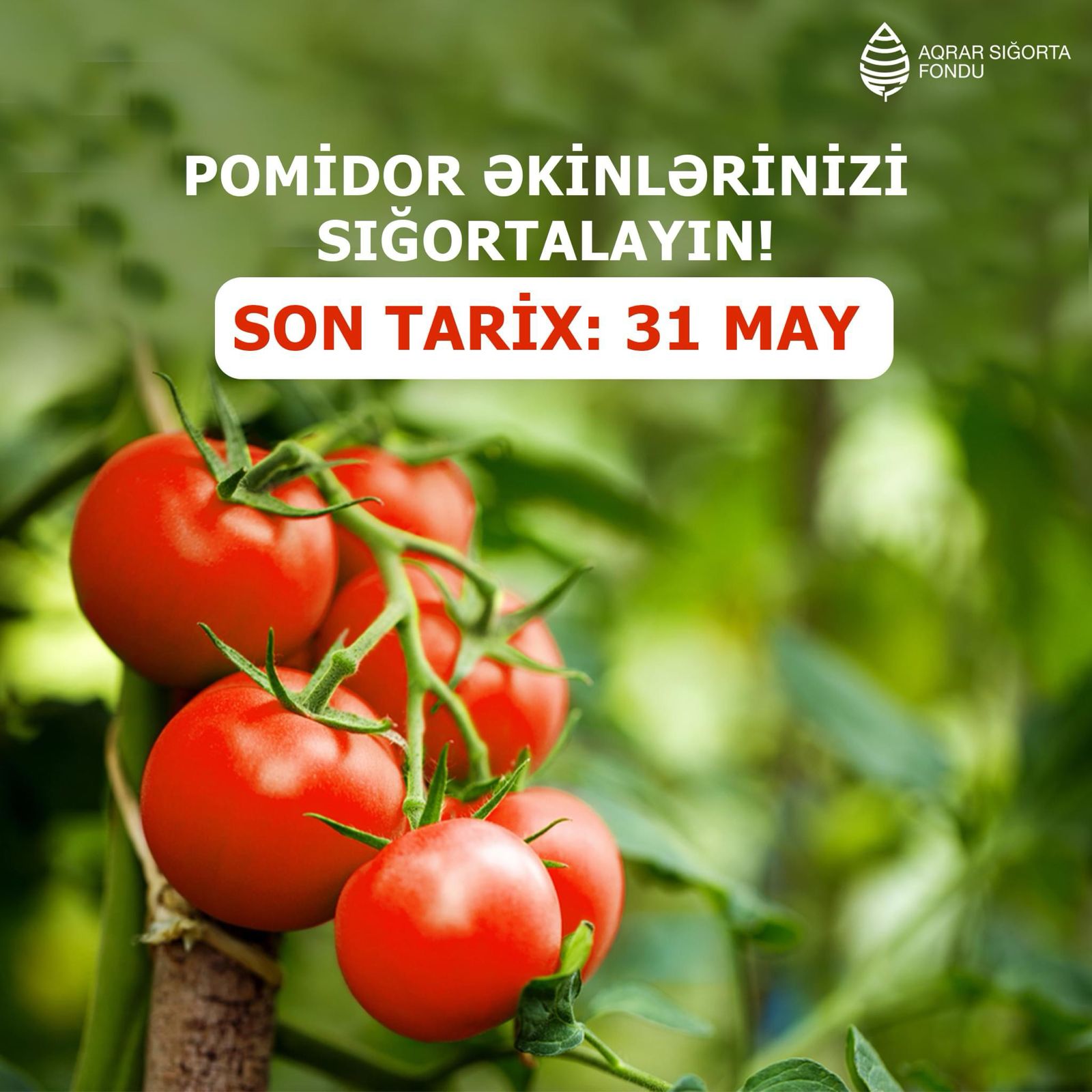 Azərbaycanda pomidor sahələrinin sığortası başlayıb