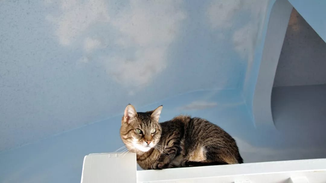 Cənubi Koreyada 76 pişiyi öldürən yeniyetmə 14 ay həbs cəzasına məhkum edilib