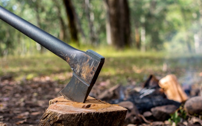 Ağacların qanunsuz kəsilməsinə dair sənədlər Baş Prokurorluğa göndərilib