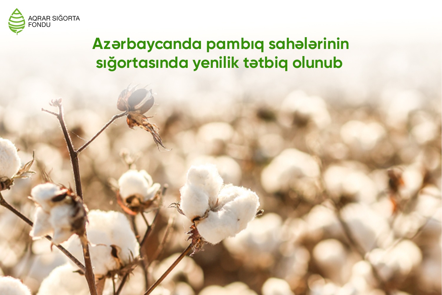 Azərbaycanda bu mövsüm pambıq sahələrinin sığortasında yenilik tətbiq olunub