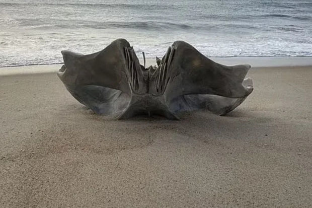 ABŞ-də 40 ton çəkisi, 18 metr uzunluğu olan məxluqun kəlləsi tapıldı - FOTO