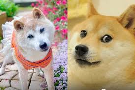 Dünyanın ən məşhur iti öldü