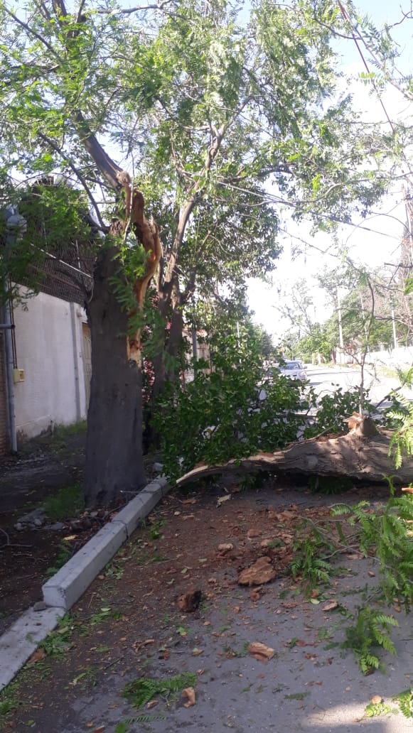 Gəncədə güclü külək fəsadlar törədib - FOTO