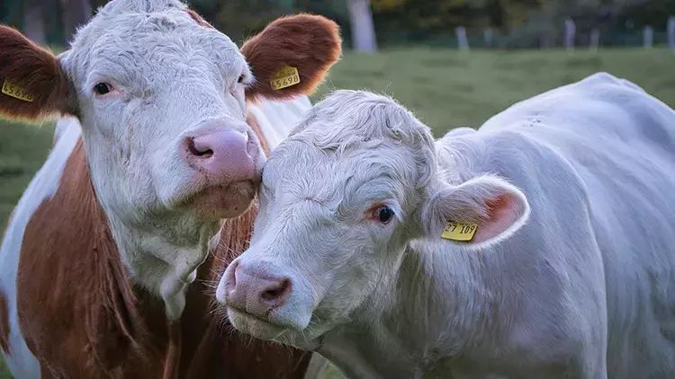 İnək ətində quş qripinin izləri aşkar edilib