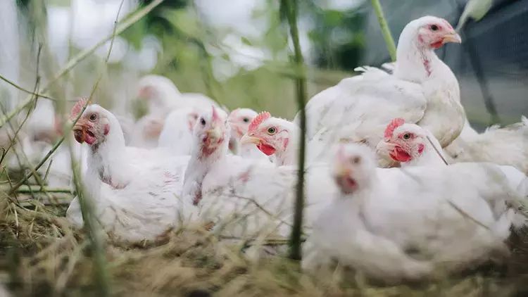 ABŞ-da quş qripi böhranı baş verib