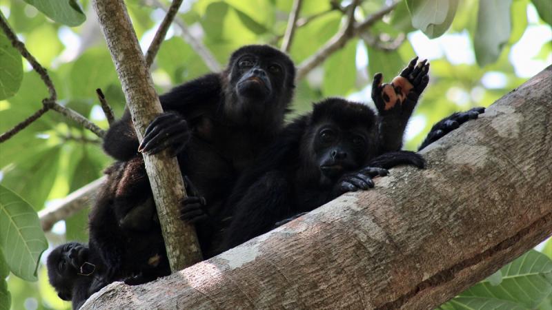 Meksikada istilər səbəbindən