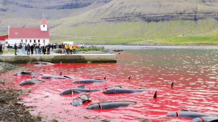 Danimarkanın Farer adalarının qanlı ənənəsi olan