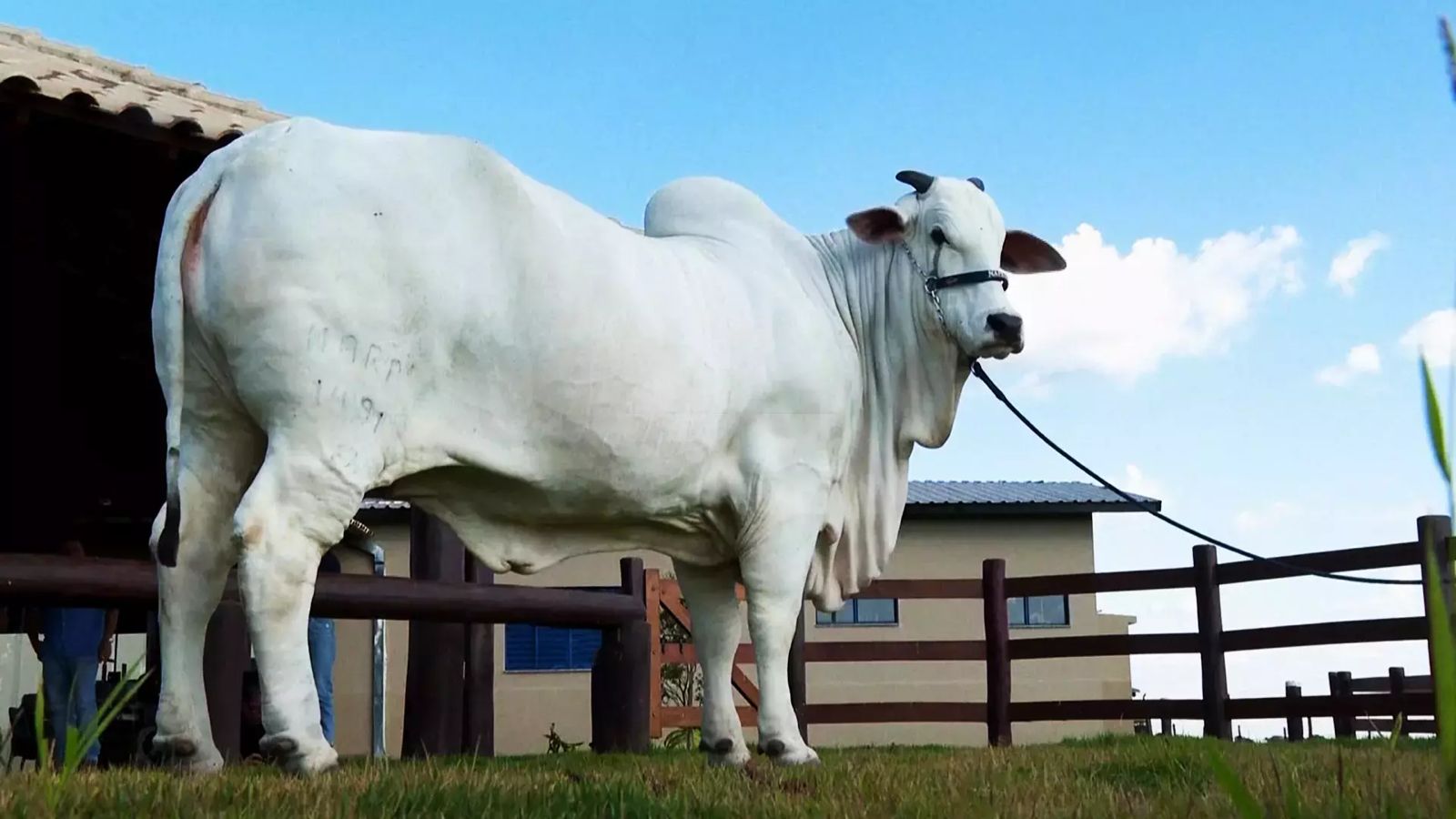 Dünyanın ən bahalı inəyi Braziliyada 4,2 milyon dollara satılıb