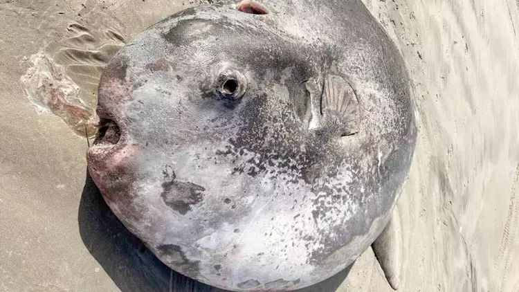 ABŞ-da nəhəng dəniz canlısı sahilə çıxıb