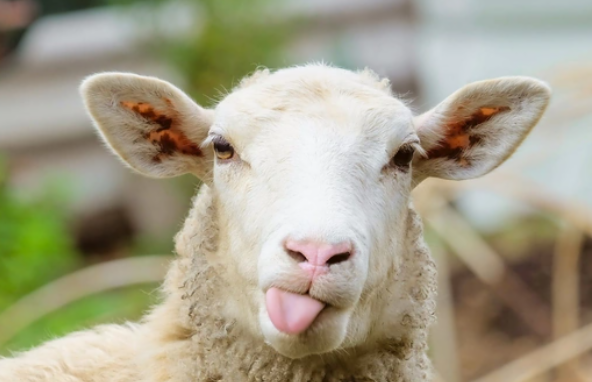 Quzu əti 22 manat oldu