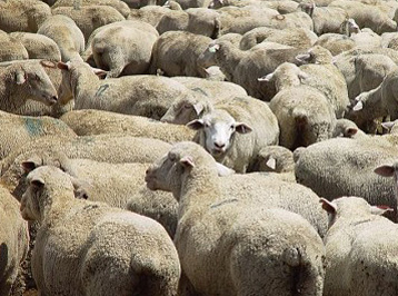 Qurban bayramı ilə bağlı fətva verildi