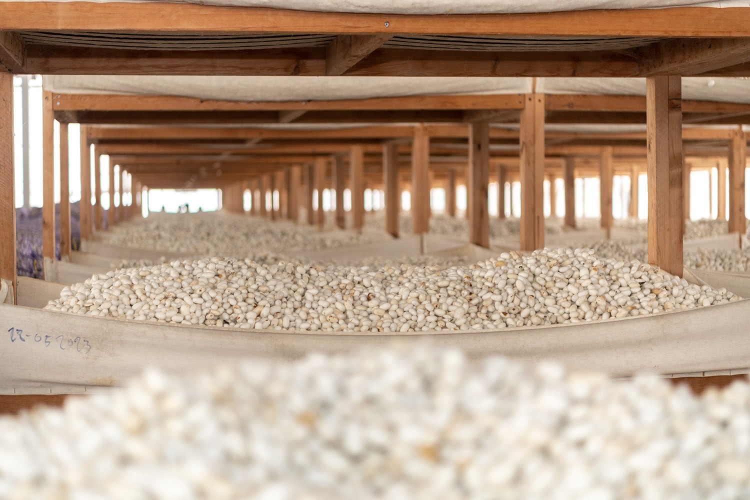 Bu günədək tədarük məntəqələrinə 190,2 ton yaş barama təhvil verilib