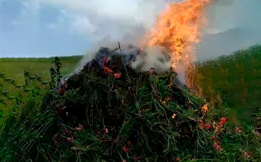 Lerikdə 4 tondan çox xaş-xaş kolu məhv edilib