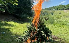 Qubada 2 ton 378 kq çətənə kolu yandırma yolu ilə məhv edilib