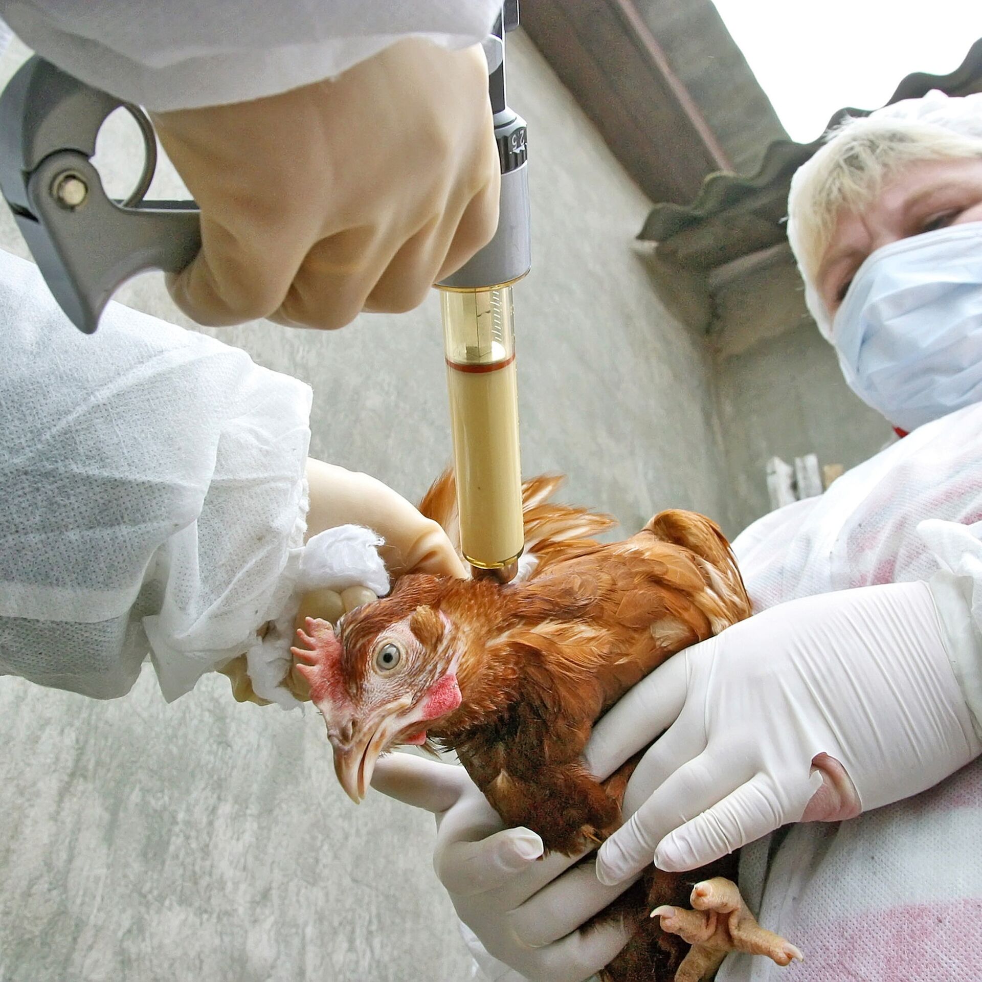 AQTA quş qripi təhlükəsi ilə bağlı nəzarət tədbirlərini gücləndirib