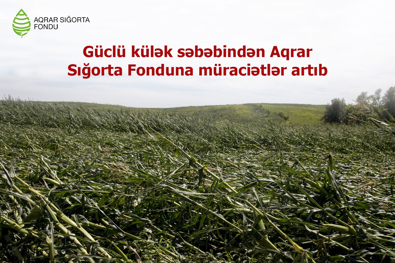 Güclü küləyin təsərrüfatlara vurduğu zərərlə bağlı Aqrar Sığorta Fonduna müraciətlər daxil olmaqdadır