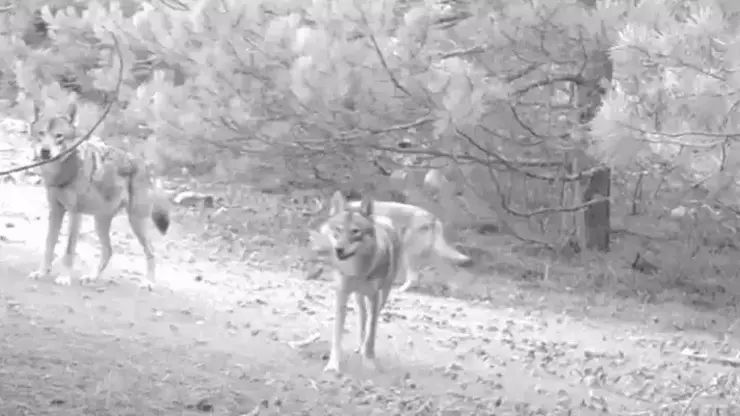 Fransada qaçış edən qadına canavarlar hücum edib