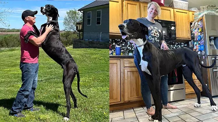 Dünyanın ən hündür iti öldü