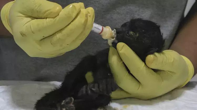 Meksikada həddindən artıq istilər 234 meymunun ölümünə səbəb olub