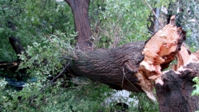 Xaçmazda 100-ə yaxın ağac kəsildi - VİDEO