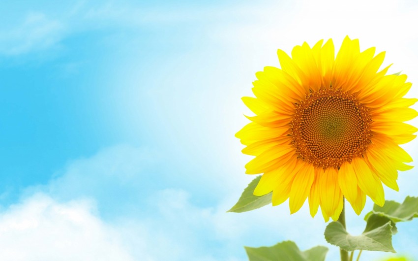 Sabah havanın temperaturu 36 dərəcəyədək yüksələcək