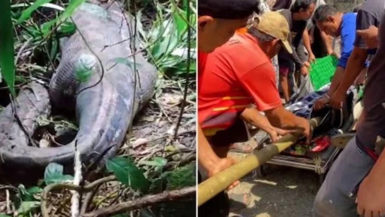 9 metrlik piton qadını uddu