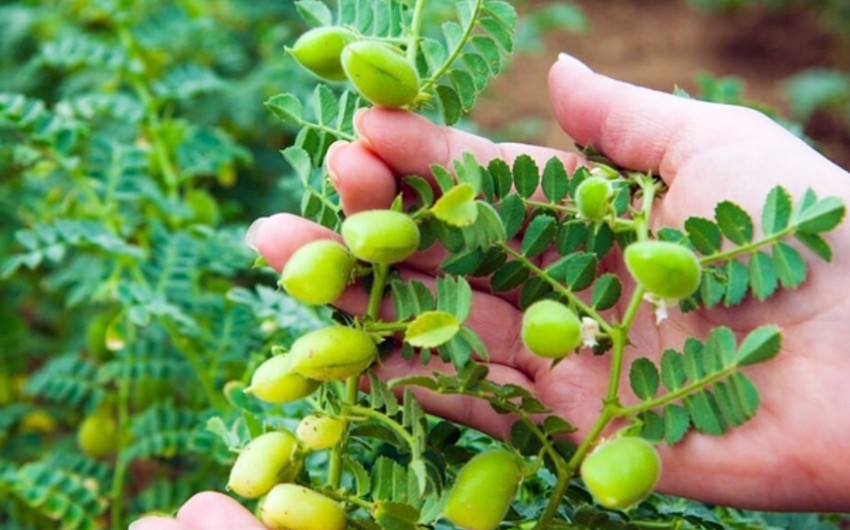Azərbaycanda əkin üçün noxudun idxalına güzəşt müddəti 2 ay artırılıb