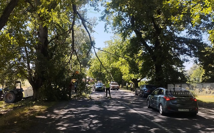 Oğuzda irigövdəli ağacın budağı qırılaraq avtomobil yolunu bağlayıb