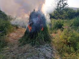 Naxçıvanda 40 tona yaxın yabanı halda bitmiş çətənə bitkisi məhv edilib